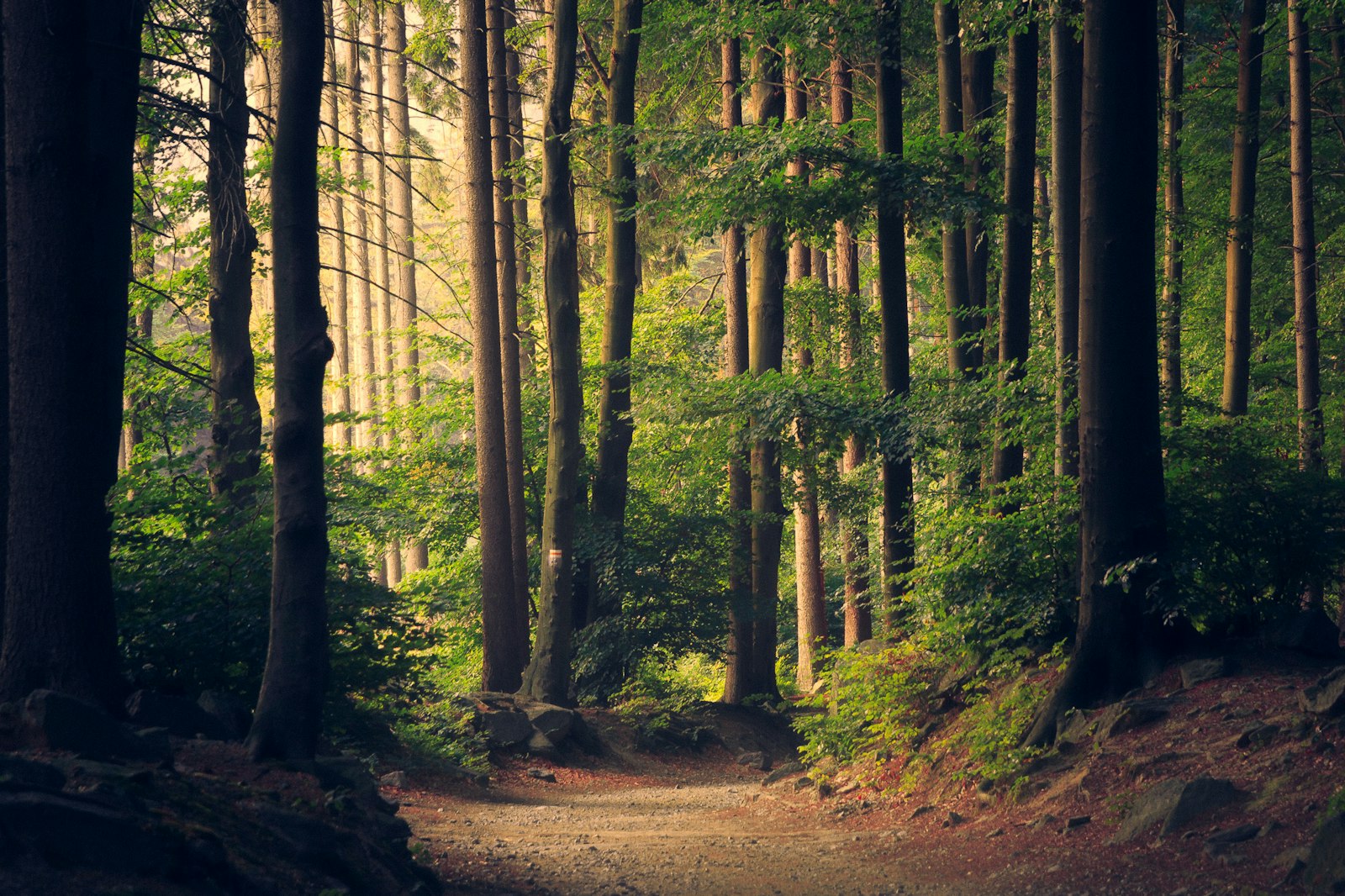 Forest trail photograph